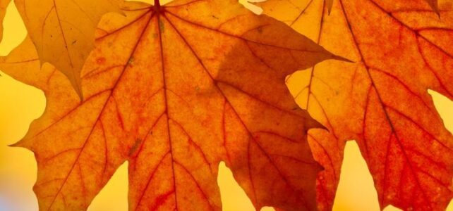 У школах Ковеля канікули продовжили ще на тиждень У школах Ковеля канікули продовжили ще на тиждень