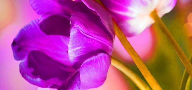 #flower4school #flower4school